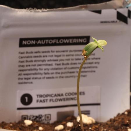 Dessert Grow - Tropicana Cookies FF