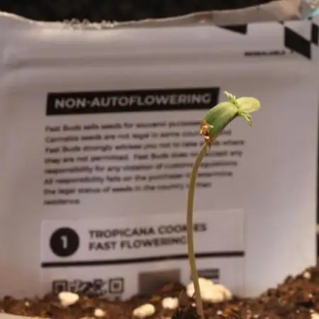 Dessert Grow - Tropicana Cookies FF