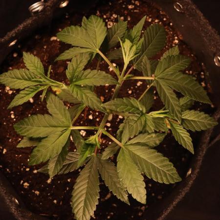 Dessert Grow#2 - Purple Lemonade FF