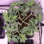 Dessert Grow - Tropicana Cookies FF