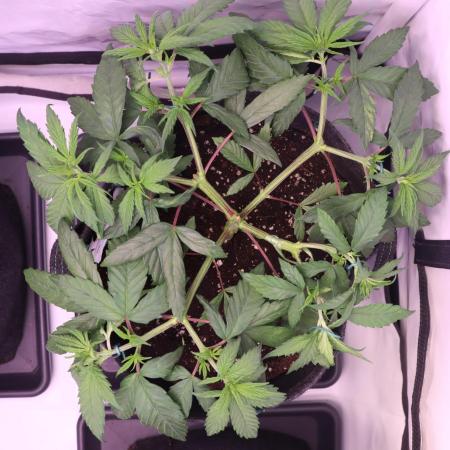 Dessert Grow - Tropicana Cookies FF