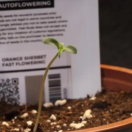 Dessert Grow - Orange Sherbert FF