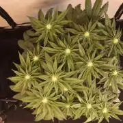 Dessert Grow#2 - Purple Lemonade FF