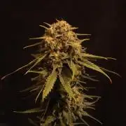 Dessert Grow - GG4 Sherbet FF