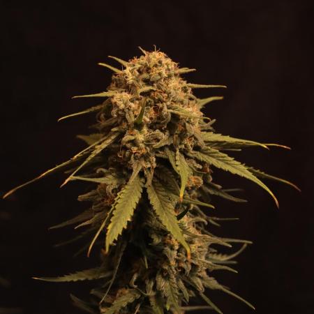 Dessert Grow - GG4 Sherbet FF