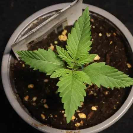 Dessert Grow - Tropicana Cookies FF