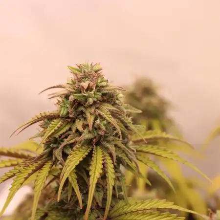 FastBuds CBD 20:1
