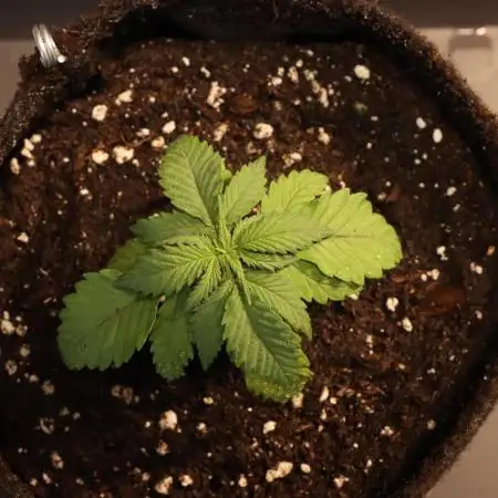Dessert Grow - GG4 Sherbet FF