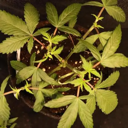 Dessert Grow - Tropicana Cookies FF