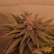 Dessert Grow - Tropicana Cookies FF