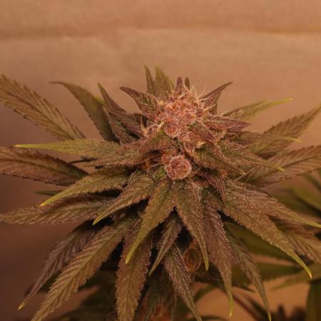 Dessert Grow - Tropicana Cookies FF