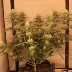 Dessert Grow - GG4 Sherbet FF