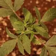 Dessert Grow#2 - Wedding Cheesecake FF