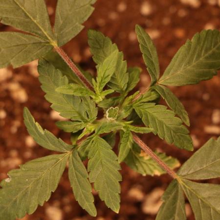 Dessert Grow#2 - Wedding Cheesecake FF