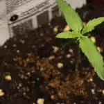Dessert Grow - Orange Sherbet FF