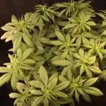 Dessert Grow - Tropicana Cookies FF
