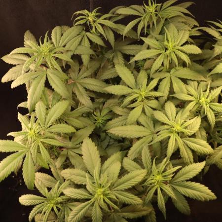 Dessert Grow - Tropicana Cookies FF