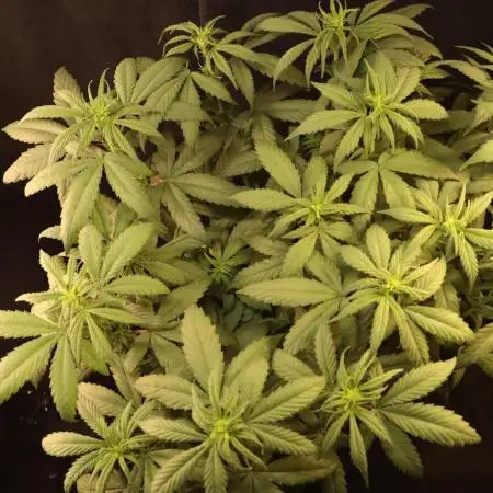 Dessert Grow - Tropicana Cookies FF
