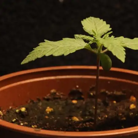 Dessert Grow - GG4 Sherbet FF
