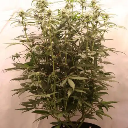 Dessert Grow - Tropicana Cookies FF