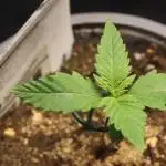Dessert Grow - Tropicana Cookies FF