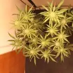 Dessert Grow - Tropicana Cookies FF