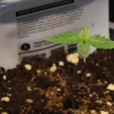 Dessert Grow - Tropicana Cookies FF