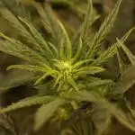 Dessert Grow - Orange Sherbet FF