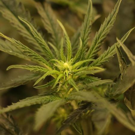 Dessert Grow - Orange Sherbet FF