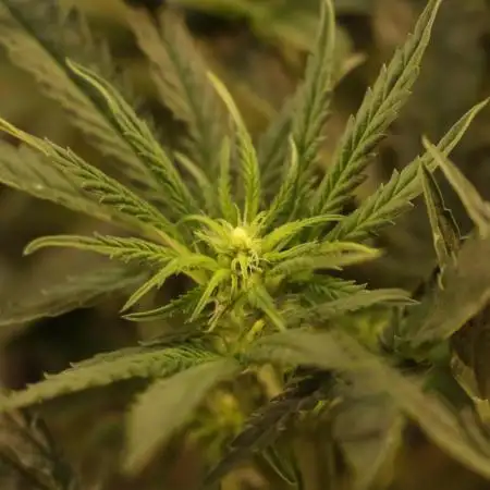 Dessert Grow - Orange Sherbet FF