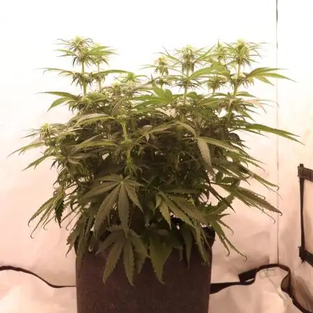 Dessert Grow - GG4 Sherbet FF