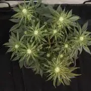 Dessert Grow#2 - Wedding Cheesecake FF
