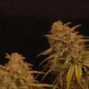 Dessert Grow #2 - Gorilla Cookies FF