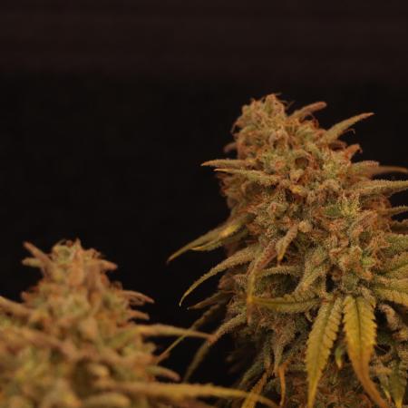 Dessert Grow #2 - Gorilla Cookies FF