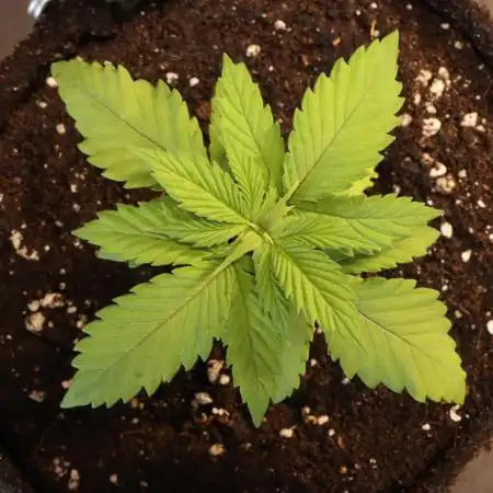 Dessert Grow - Tropicana Cookies FF
