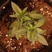 Dessert Grow#2 - Wedding Cheesecake FF