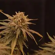 Dessert Grow#2 - Wedding Cheesecake FF