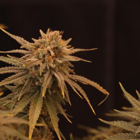 Dessert Grow#2 - Wedding Cheesecake FF