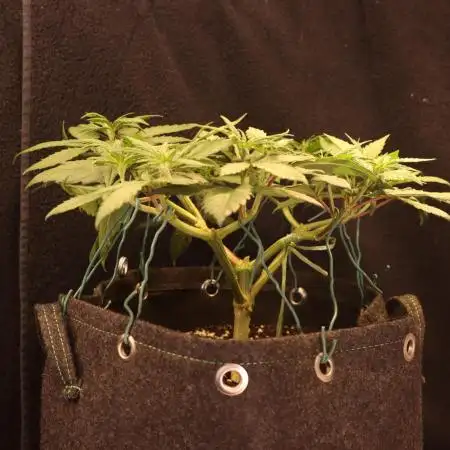 Dessert Grow - Tropicana Cookies FF