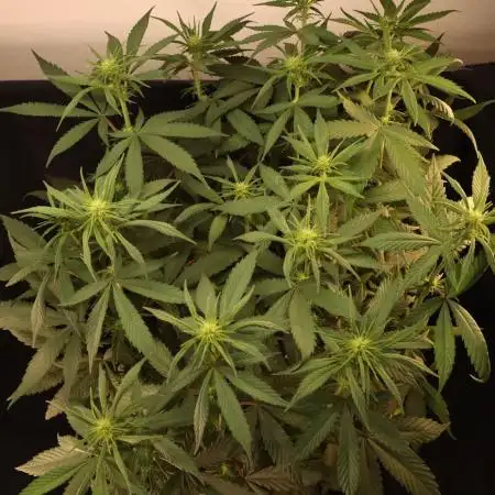 Dessert Grow - Tropicana Cookies FF