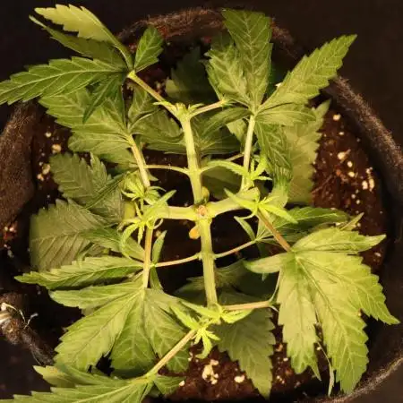 Dessert Grow - GG4 Sherbet FF