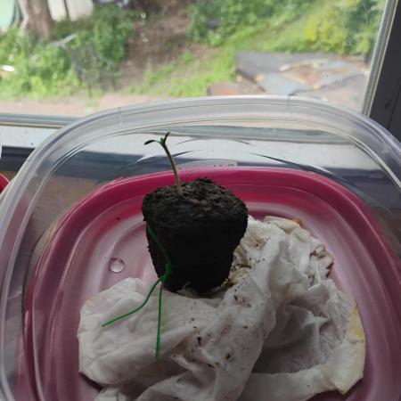 Grow #3!