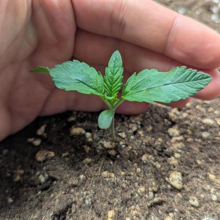 Banana Purple Punch auto - Fastbuds