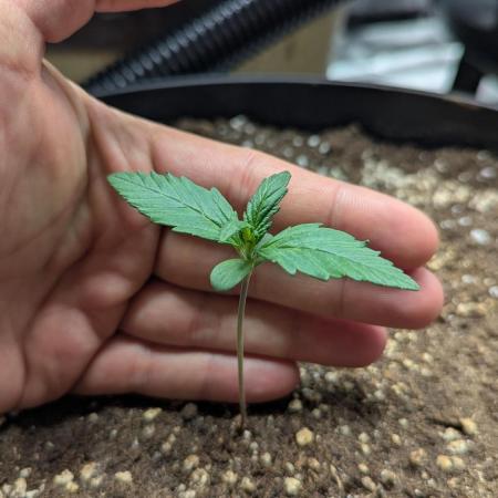 Papaya Cookies Auto - Fastbuds