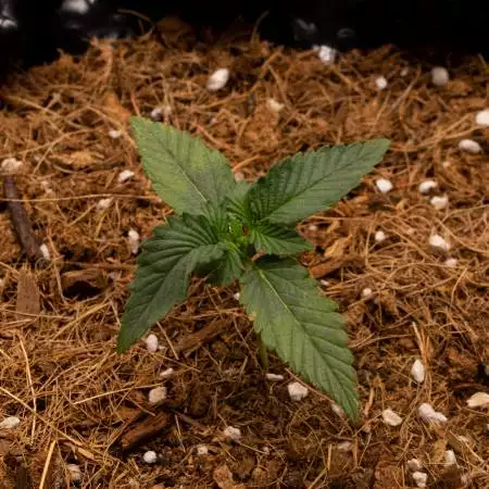 Calamity Jane Auto - AutoflowerMx