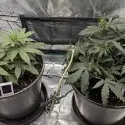 Gelato & pink rozay autos 2026