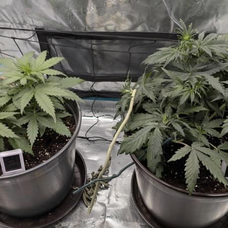 Gelato & pink rozay autos 2026