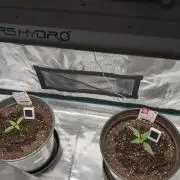 Gelato & pink rozay autos 2026