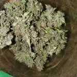 Gorilla Punch