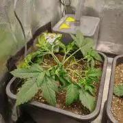 Mephisto grow